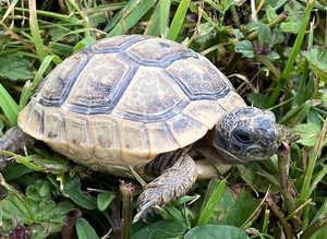 Mediterranean Spur Thighed Garden tortoises BUY TWO together