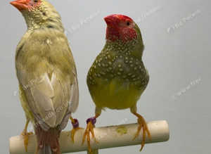 Finches