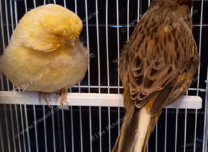 Norwich canaries