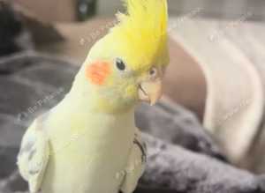 Cockatiels