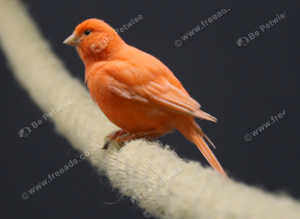 Red Canaries,17