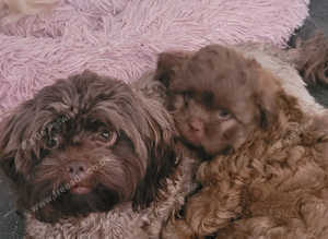 2 beautiful shihpoo's boys left now