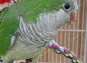 4 month old Quaker Parrot and training cage £110 ono