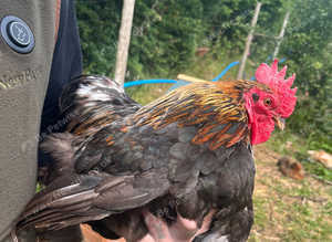 Pekin bantam cockerel