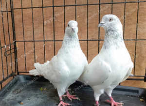 Pakistani highflying pigeons