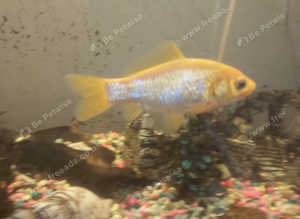 Gold fish