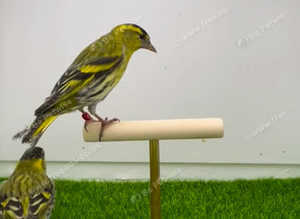 Siskins
