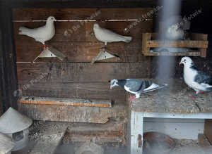 Nice Fantails.