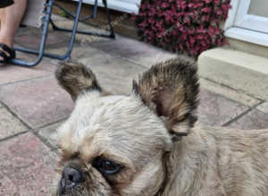 Frenchie cross border terrier male