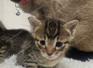 Saimees pure breed female  cat