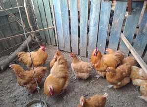 Buff Orpington.......large Fowl....6..hatching eggs