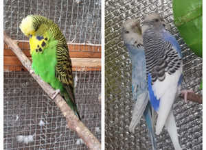 3 Budgies - all for £45