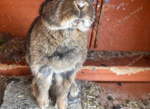 One female adult rabbit