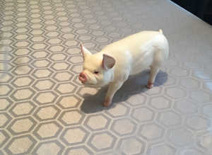 Beswick Rare Breeds   Middlewhite Boar