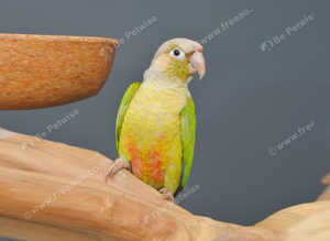 Pineapple Conure,18