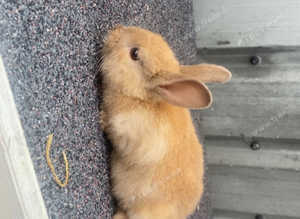 Rabbits for sale
