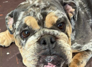 LOVELY LOLA