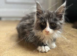 Tica pedigree Maine coon male