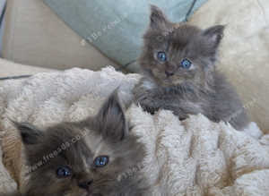 Maine coon ragdoll kittens