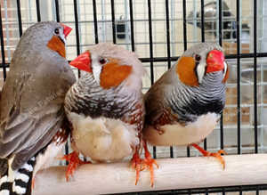 Zebra Finches,18