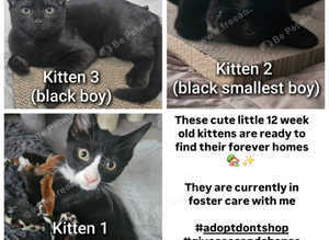 11 week old boy kittens ready for adoption