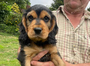 Beautiful cocker spaniels, health tested parents
