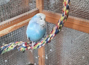 Female budgie
