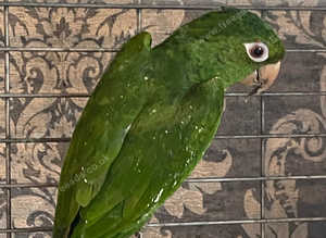 White eyed baby conure rare bird