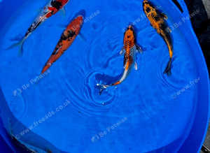 Koi Kabin