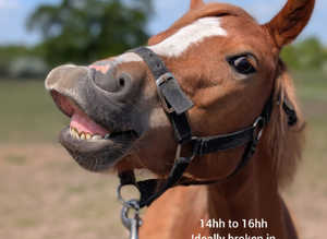 Horses and ponies wanted