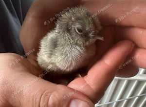 Araucana Bantam chicks