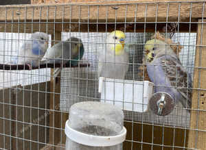 Beautiful coloured baby budgies
