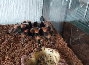 Adult Female Brachypelma Smithi - Mexican Red knee Tarantula