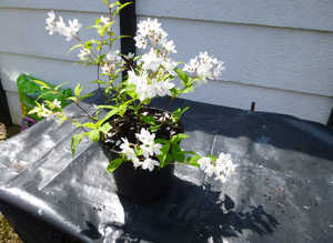 Various hardy shrubs 3/4 and 5 Litre pots