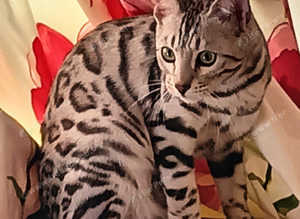 F5 / 5G Silver Blue Charcoal Bengal Brothers Kittens 5th Gen Asian Leopard