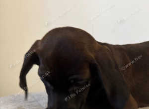 DACHSHUND X PATTER JACK puppies 1 left