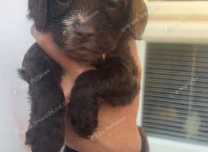 Puppies for sale