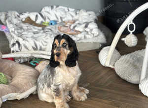 1 adorable blue roan tan show cocker spaniel boy