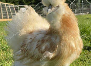 Silkie X Pekin Bantum pre order