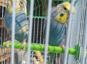 RAINBOW HOGOROMO AND NORMAL RAINBOWs