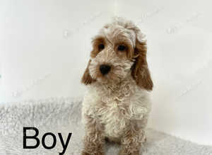 4 lovely cockapoo boys