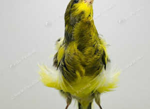 Canaries