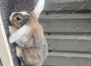 male rabbit