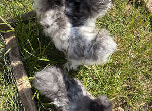 Trio of USA silkies for sale