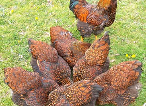 Hatching eggs - 20+ breeds