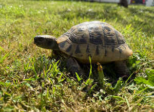 Garden Adult Male Hermanns Tortoise