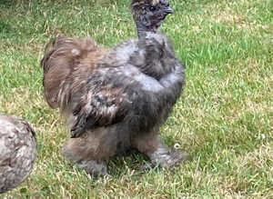 Silkie Showgirl Cockerel