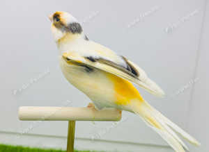 Canaries