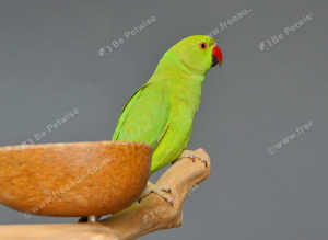 Baby Green Ring necks,17