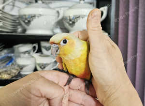 Beautiful tame Baby Conure